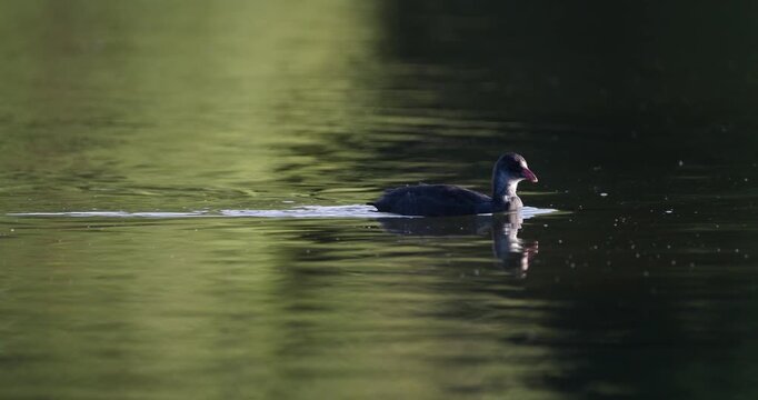 Eurasian coot juvenile chick swimming on calm lake surface in sunlight sunset slow motion