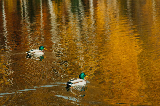Two ducks swimming in autumn lake with golden tree reflections, nature