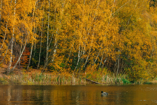 Golden autumn birch trees along lake shore, dark green forest reflection