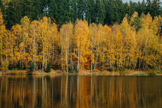 Golden autumn birch trees along lake shore, dark green forest reflection
