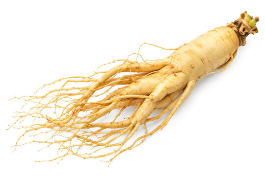 Fresh whole raw Korean ginseng root with fibrous rootlets on white