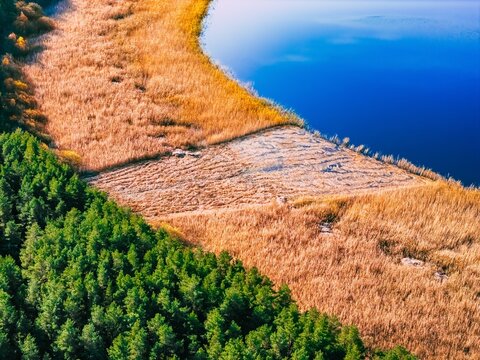 Aerial view of blue lake shoreline reed clearing and weed maintenance near green forest