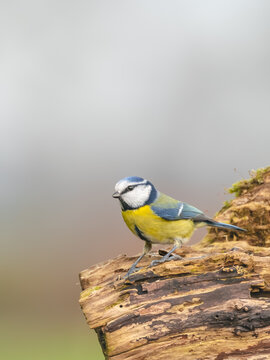 M&eacute;sange