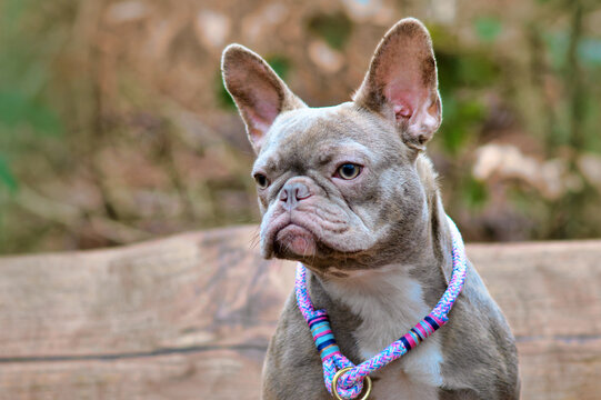 Portrait of lilac French Bulldog dog with purple rope collar