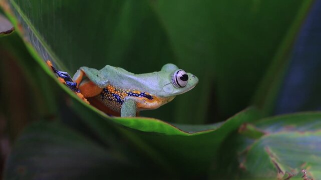 Green Flying Frog crawls on leaves, Gliding frog (Rhacophorus reinwardtii) crawls on green leaf, Javan tree frog on green leaf, Indonesian tree frog, Indonesian Black-webbed Treefrog