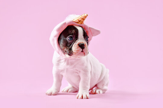 Cute French Bulldog dog puppy with cute unicorn hat with golden horn on pink background