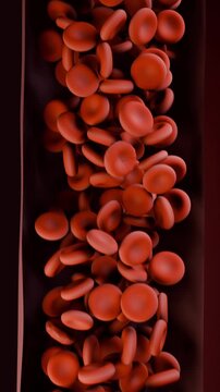 Vertical video: Zooming camera capturing red blood cells moving in narrow vessel, showing tumbling
