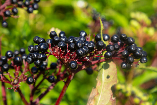 Black danewort Sambucus ebulus berries close-up at summer
