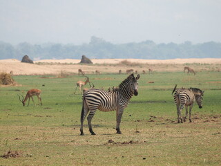 zebra in Mana Pools © Jennifer de Montfort