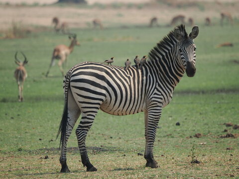 zebra in Mana Pools