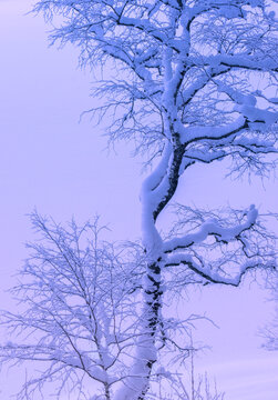 Pittoresker Baum vor dem zugefrorenen Eibsee, Grainau, Oberbayern, Bayern, Deutschland