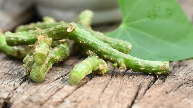 Fresh Heart-leaved moonseed (Tinospora cordifolia, guruchi, guduchi) with green leaf a rustic wooden background. medicine herbal