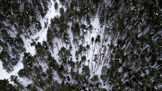 Aerial top down view of snow covered coniferous pine fore