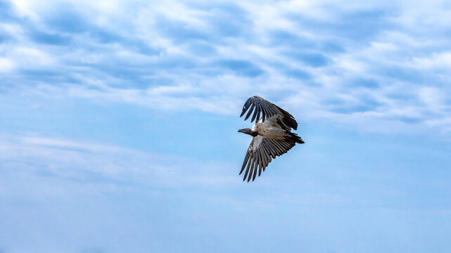 A white-backed vulture, gyps africanus, in flight over the Masai Mara, Kenya. A large African vulture and currently a critically endangered species. Summer sky background with space for text