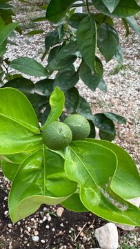 Young Oranges on a Branch: Two unripe oranges hang from a leafy branch, surrounded by verdant foliage and a backdrop of gravel and dirt, hinting at the promise of future harvest and natural growth.