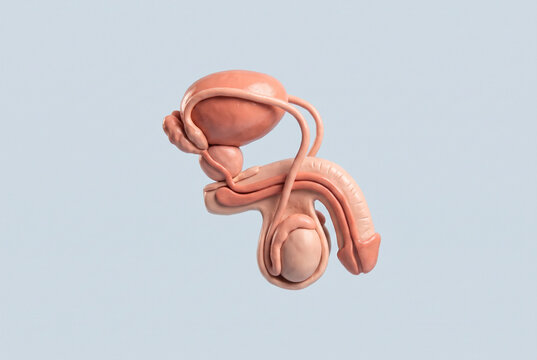Clay model of male reproductive system anatomy, sagittal cross-section showing bladder, prostate, vas deferens, testicle and penis on light blue background