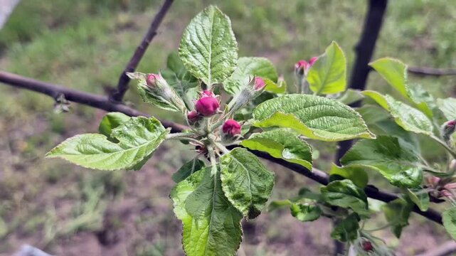 Apple blossoms in a spring garden. High quality FullHD footage
