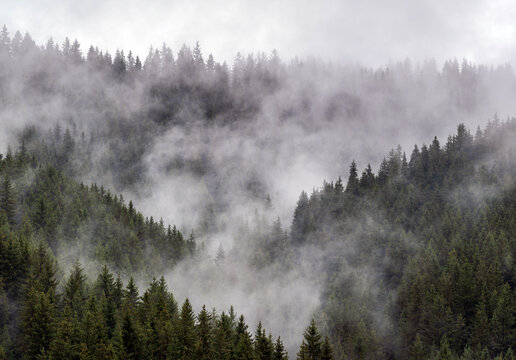 Dense evergreen forest covered in drifting mist on a mountain hillside, creating a moody natural landscape with atmospheric fog and soft overcast light.