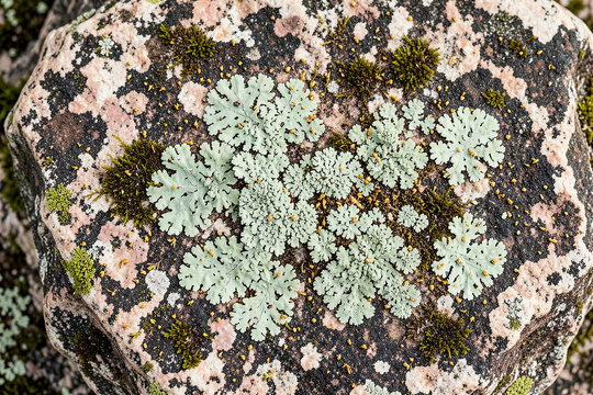 Ancient Weathered Granite Stone With Lichen Macro Flat Lay Texture