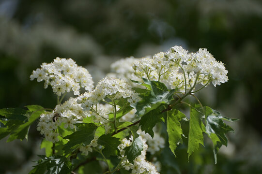 Elsbeere, Sorbus torminalis, Bl&uuml;te, Ast, Zweig, Baumausschnitt