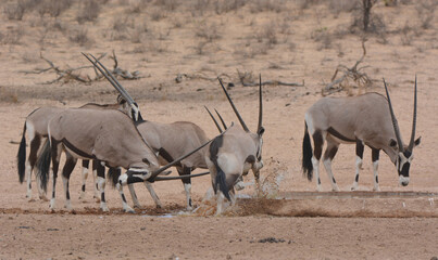 Group of gemsbok Oryx gazella fighting and competing at waterhole, Kgalagadi © Eddie
