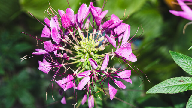 Horizontal macro shot of a vibrant pink cleome flower with long stamens blossoming surrounded by green leaves in a garden.
