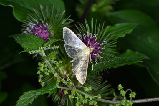 Nesselz&uuml;nsler,  Patania ruralis,  Falter,  Z&uuml;nsler auf einer Bl&uuml;te der Gro&szlig;en Klette