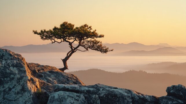 solitary small windswept pine tree growing from a dramatic pale grey rock ledge above a sea of soft morning mist, distant layered mountains fading