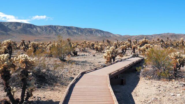 Wooden boardwalk winding through cholla cactus garden under bright blue sky, showcasing arid desert landscape, mountain scenery and unique flora in joshua tree national park. Pov walking person