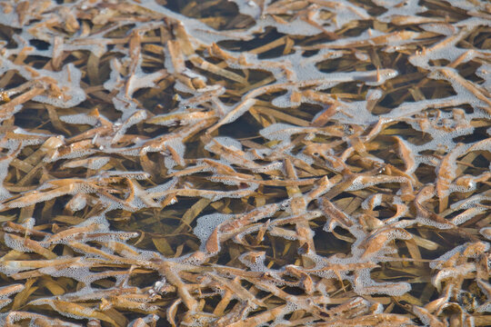 stagnant algae with water and bubbles