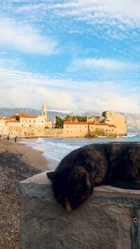 Cat sleeping on wall with Budva old town in background, Montenegro