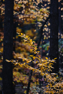 Yellow leaves on the trees in the forest. Golden autumn.