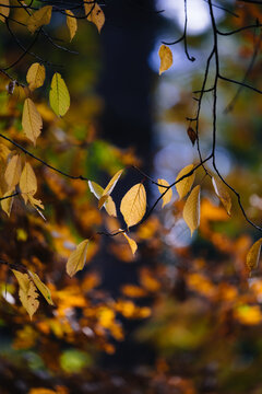 Autumn forest. The leaves are beginning to turn yellow.