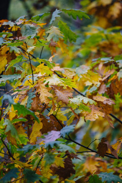 Autumn forest. The leaves are beginning to turn yellow.