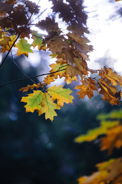 Autumn forest. The leaves are beginning to turn yellow.