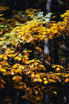 Yellow leaves under the sun against a dark, uniform background. Autumn.