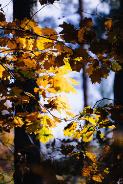 Yellow leaves under the sun against a dark, uniform background. Autumn.
