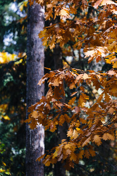 Yellow leaves under the sun against a dark, uniform background. Autumn.