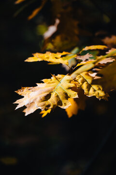 Yellow leaves under the sun against a dark, uniform background. Autumn.