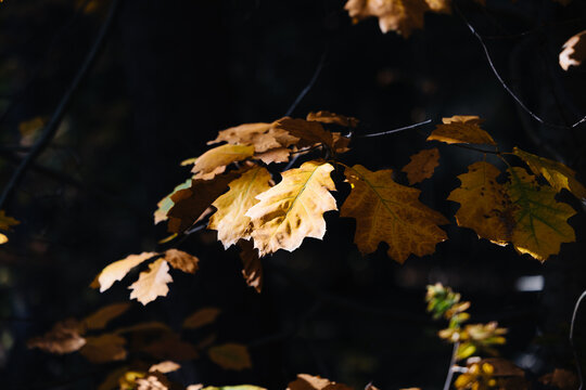 Yellow leaves under the sun against a dark, uniform background. Autumn.