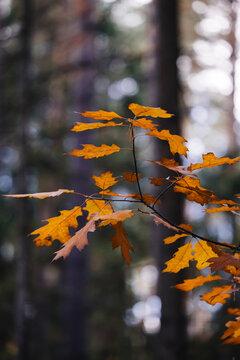 Autumn in the forest. Bright colors of the yellow leaves on the trees.