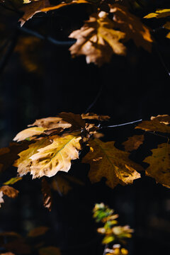 Yellow leaves under the sun against a dark, uniform background. Autumn.