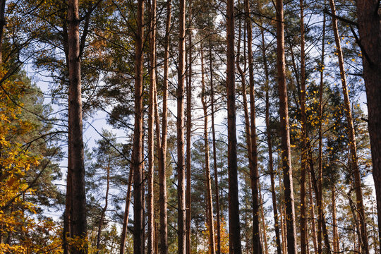 Pine forest. Tree texture