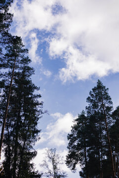 Tops of pine trees against a blue sky