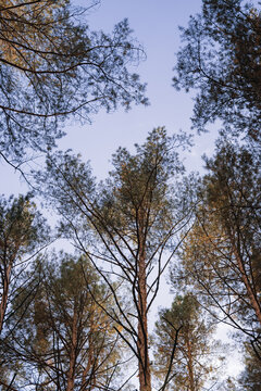 Tops of pine trees against a blue sky
