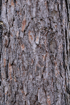 Texture and surface structure of pine tree bark