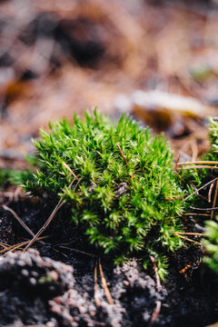 A small, young green clump of moss in the sunlight