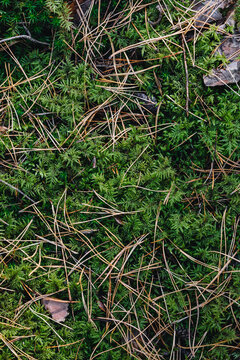 Texture of forest green moss with fallen pine needles