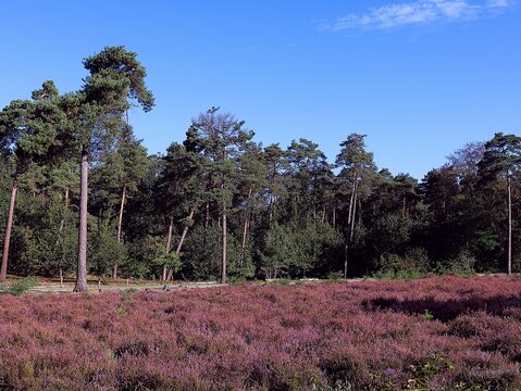 Heathland landscape in the Hoge Mouw Provincial Green Domain in Kasterlee, Belgium.