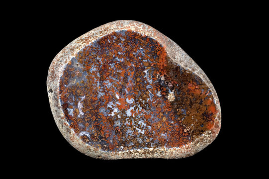 Polished rounded pebble of variegated organic chalcedony (fossil coral) Castelsardo Italy (SS)